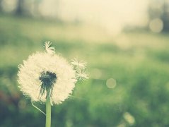�˸еľ��Ӵ�ͼƬ��ж�أ���Զ�Ȱ�װ�졣ʧȥ����Զ�ȵõ��졣