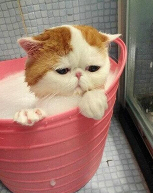��Ц�Ĵ�ͼƬ˵˵9