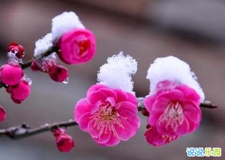 下雪了的说说 最喜欢下雪的说说
