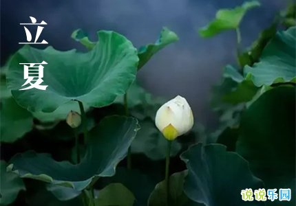 立夏了怎么发朋友圈 迎接立夏节气的说说