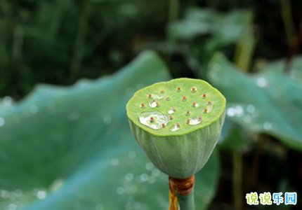 白露的文案短句 适合白露节气的朋友圈文案