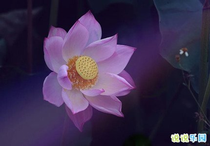 朋友圈优雅爱情的文案