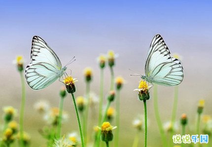 立春早安短句 立春早安最美一句话朋友圈