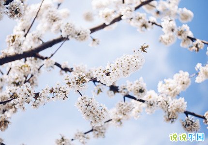 春暖花开踏青赏花说说 三月春暖花开的短句子