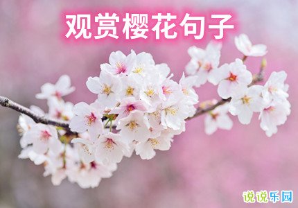 观赏樱花句子