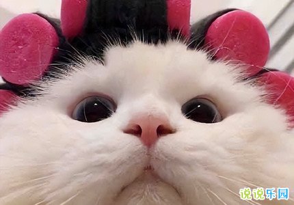 容易上头的沙雕文案