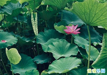 小暑开头文案 2022小暑节气怎么发说说