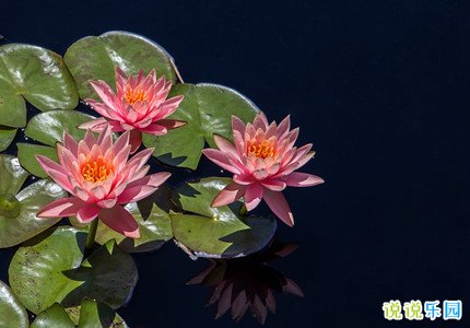 关于大暑祝福短句 大暑群发短句