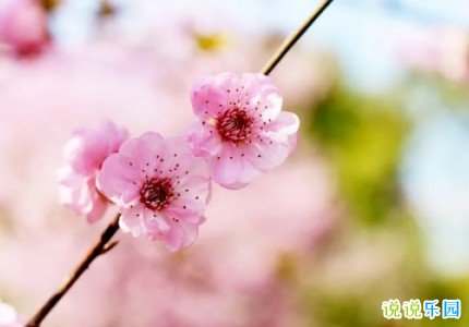 立春文案高级 立春的说说发个朋友圈