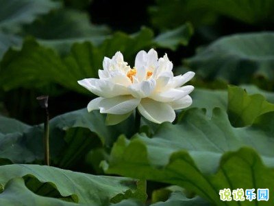 关于大暑的朋友圈文案简短47句